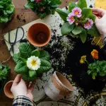 Comment rempoter ses plantes d’intérieur après la culture dans une jardinière autonome ?