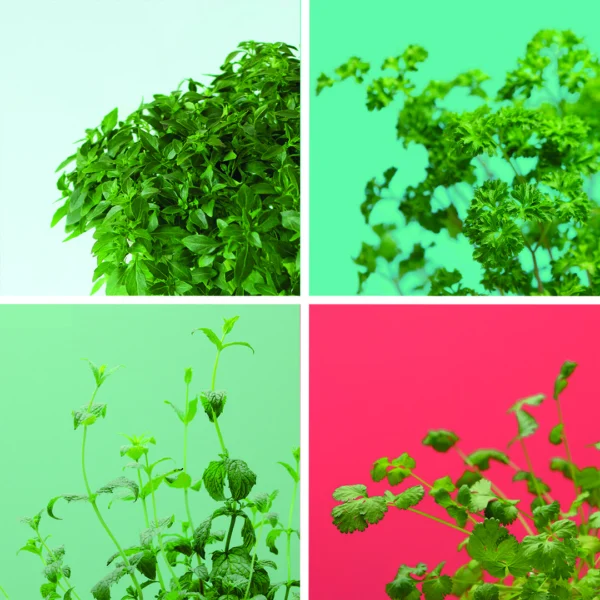 Pack Aromates x4
