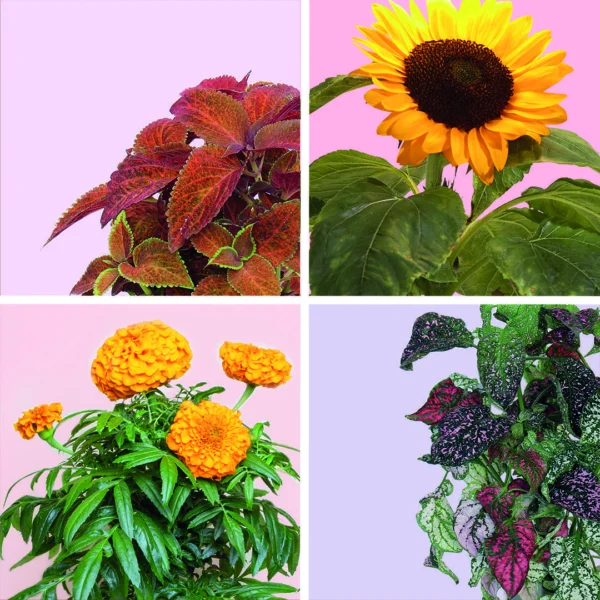 Pack Fleurs x4