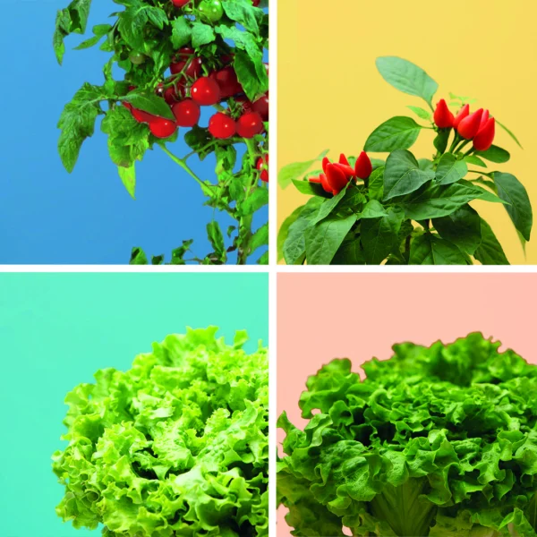 Pack Mini-légumes x4