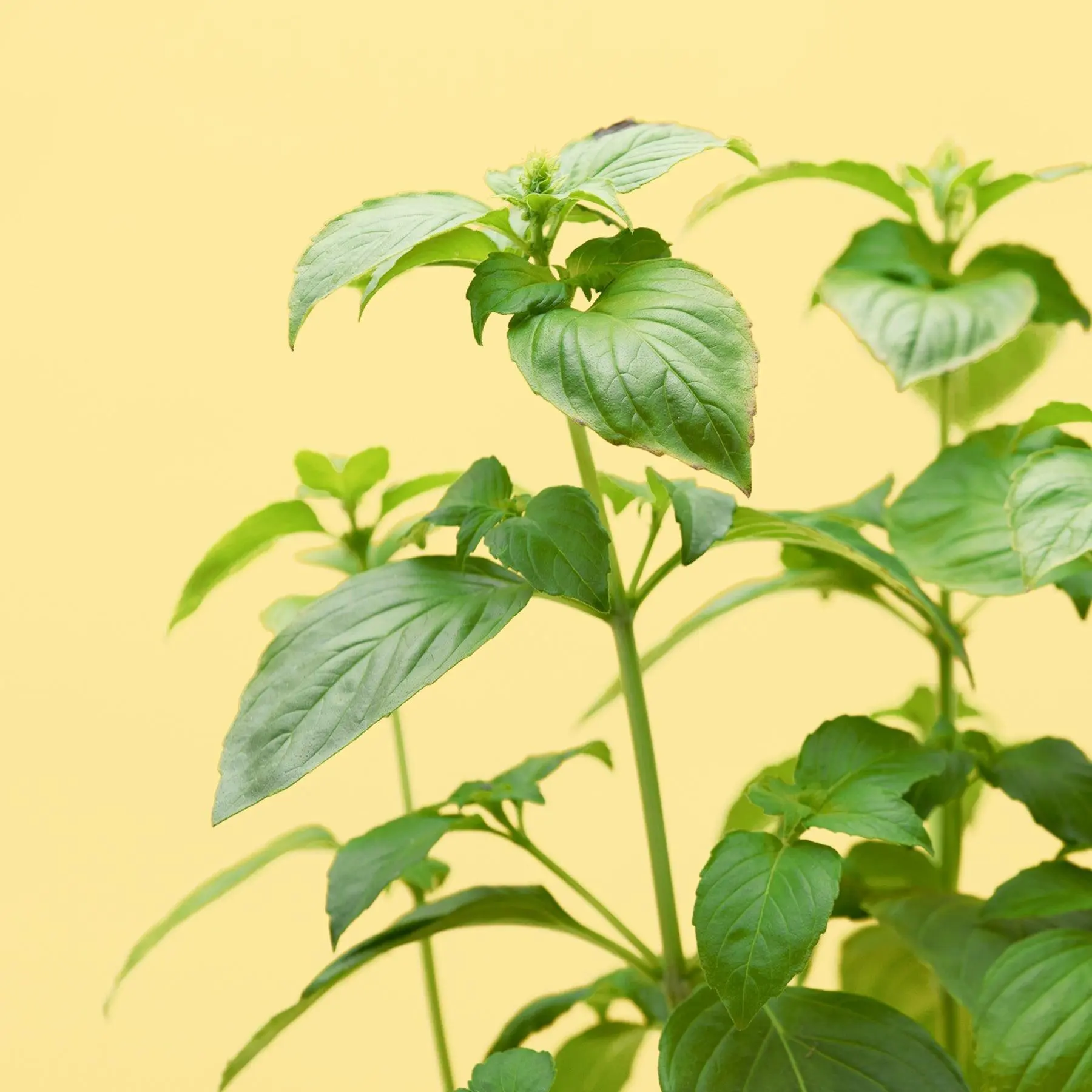 Pesto Fan Club Capsules Ready-to-grow Home garden