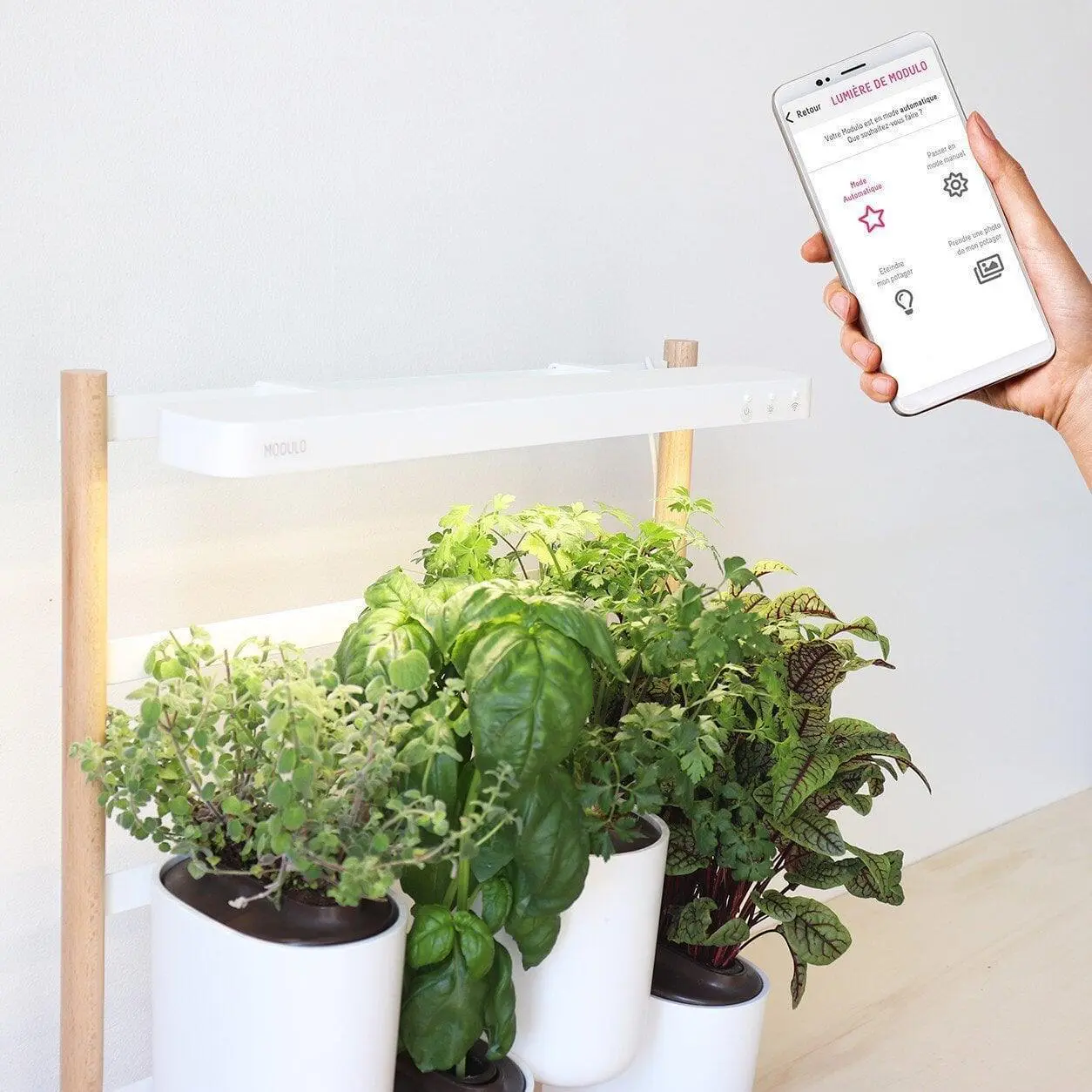 Modulo-jardiniere-pret-a-pousser-decoration-mur-vegetal-application