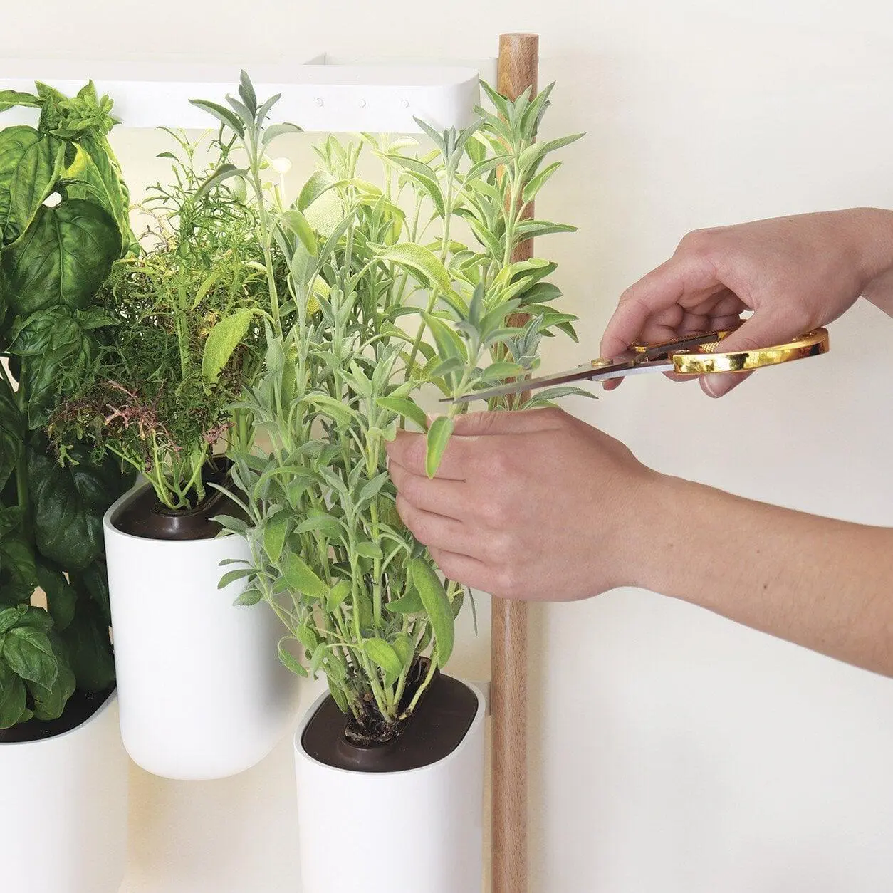 Modulo-pret-a-pousser-decoration-mur-vegetal-4