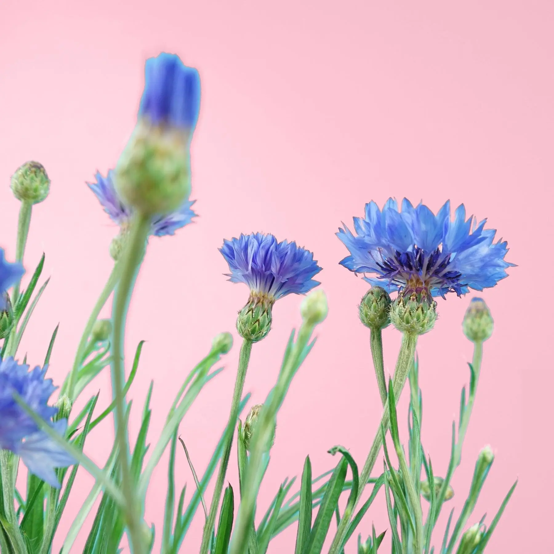 A Fleur de Pot Capsules Prêt à Pousser Potager d’intérieur