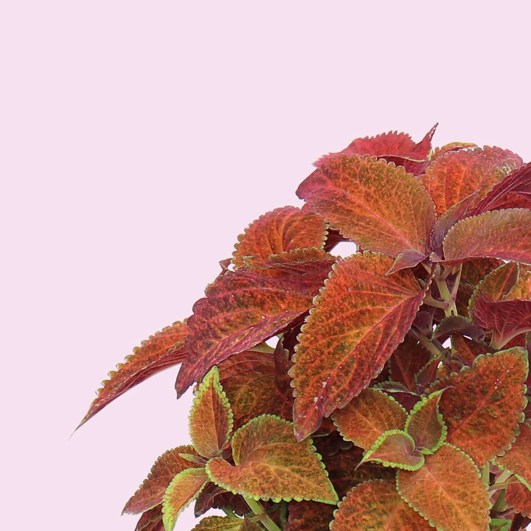 A Fleur de Pot Capsules Prêt à Pousser Potager d’intérieur