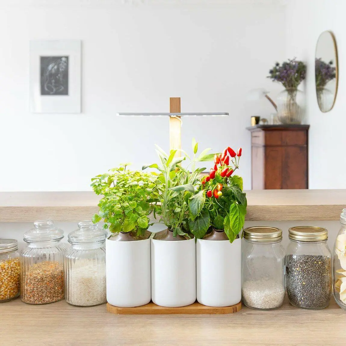 Lilo UE avec 3 capsules BBC – Retail Potagers Prêt à Pousser ?? Potager d’intérieur