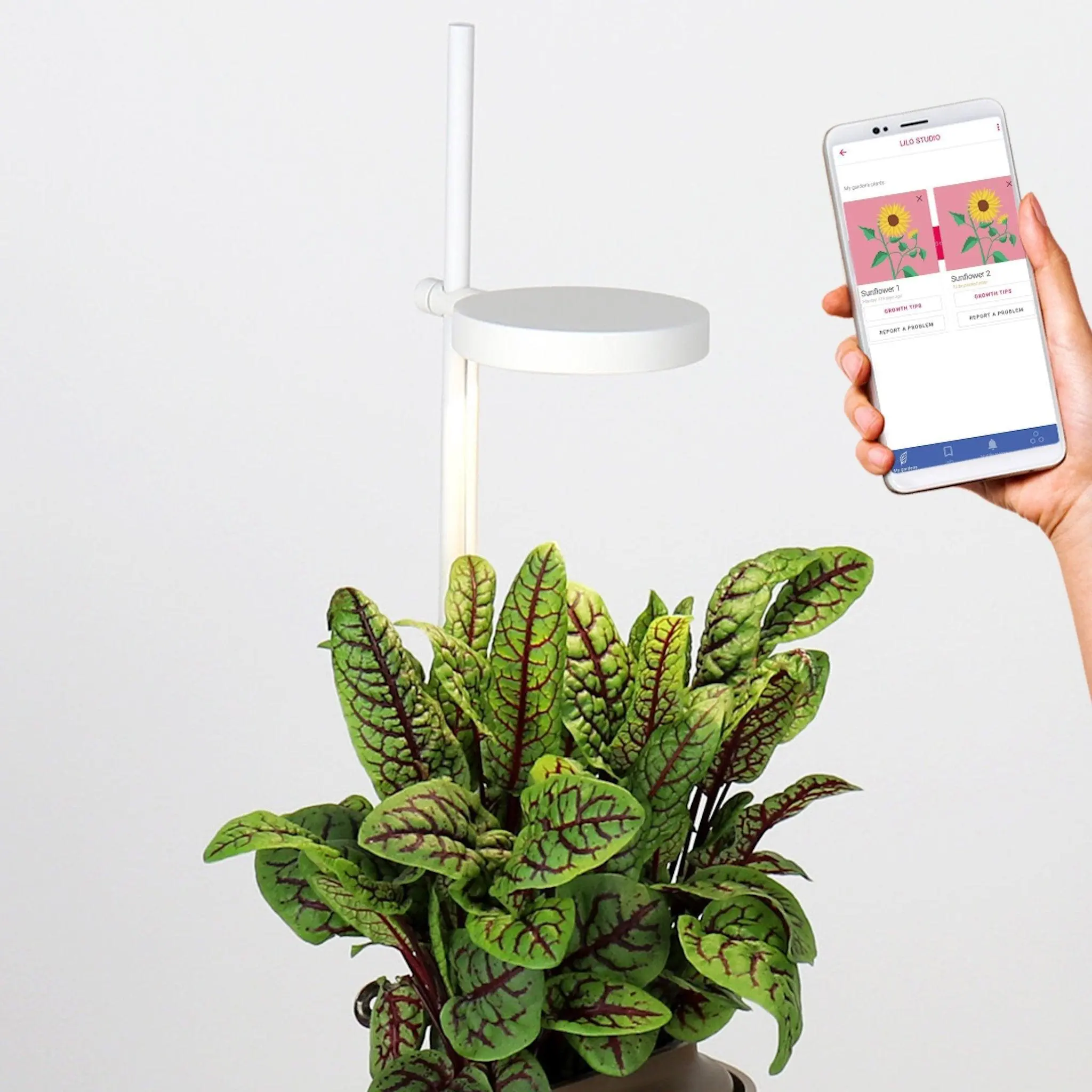 (For Amazon) Nano Garden Forest Green Ready-to-Grow Indoor Vegetable Garden