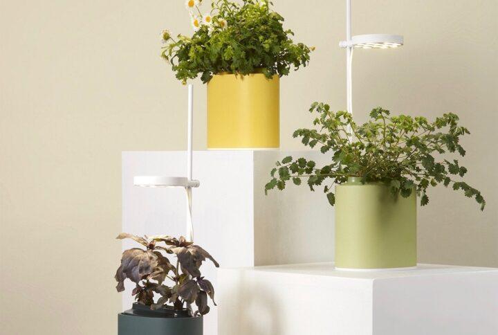 (Pour Amazon) Potager Nano Garden Jaune Mimosa Potagers Prêt à Pousser Potager d'intérieur