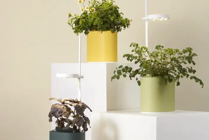 (Pour Amazon) Potager Nano Garden Jaune Mimosa Potagers Prêt à Pousser Potager d'intérieur