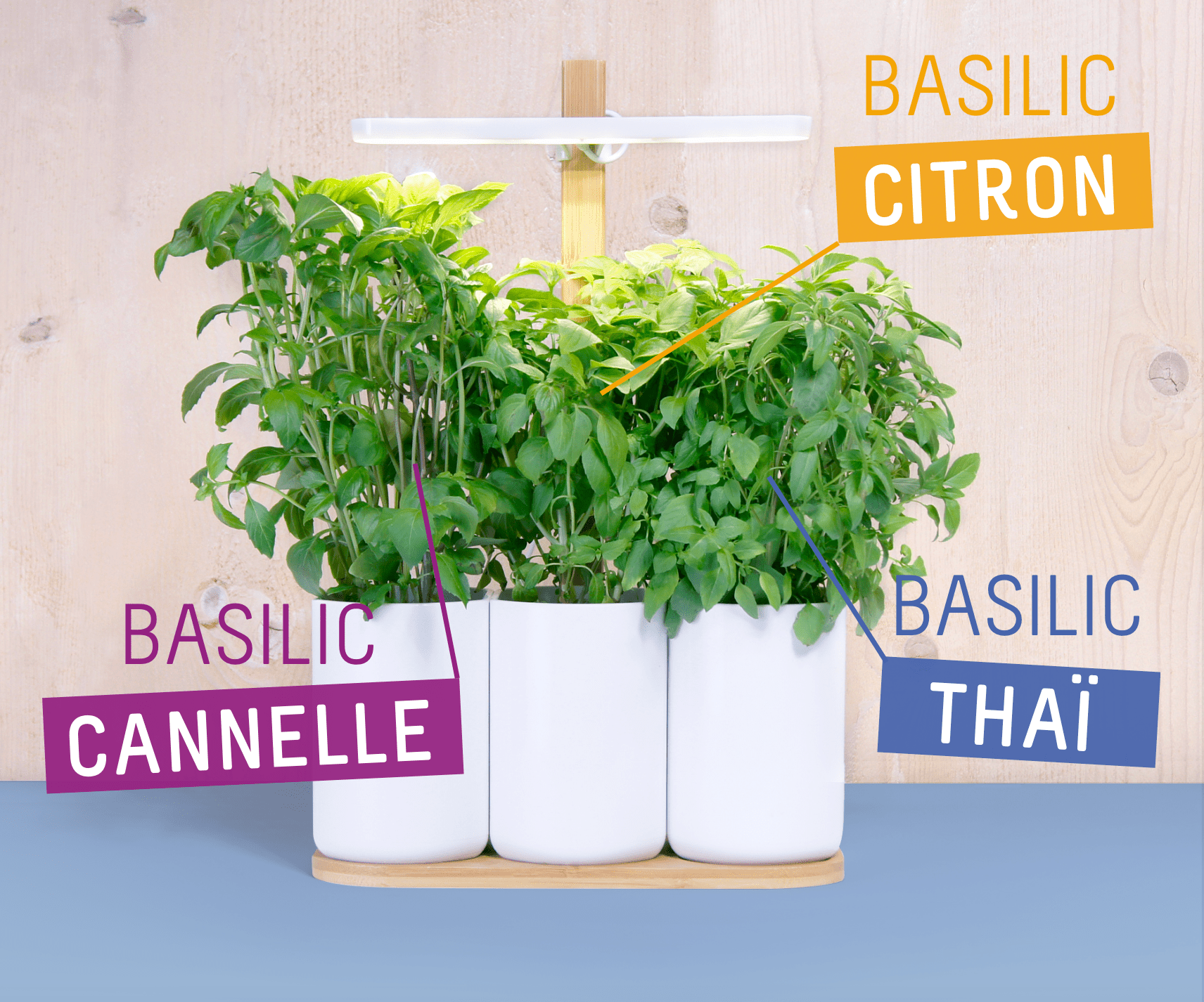 Pesto Fan Club Capsules Ready-to-grow Home garden