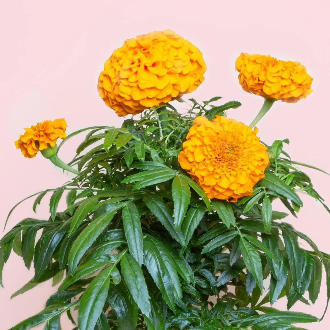 A Fleur de Pot Capsules Prêt à Pousser Potager d’intérieur