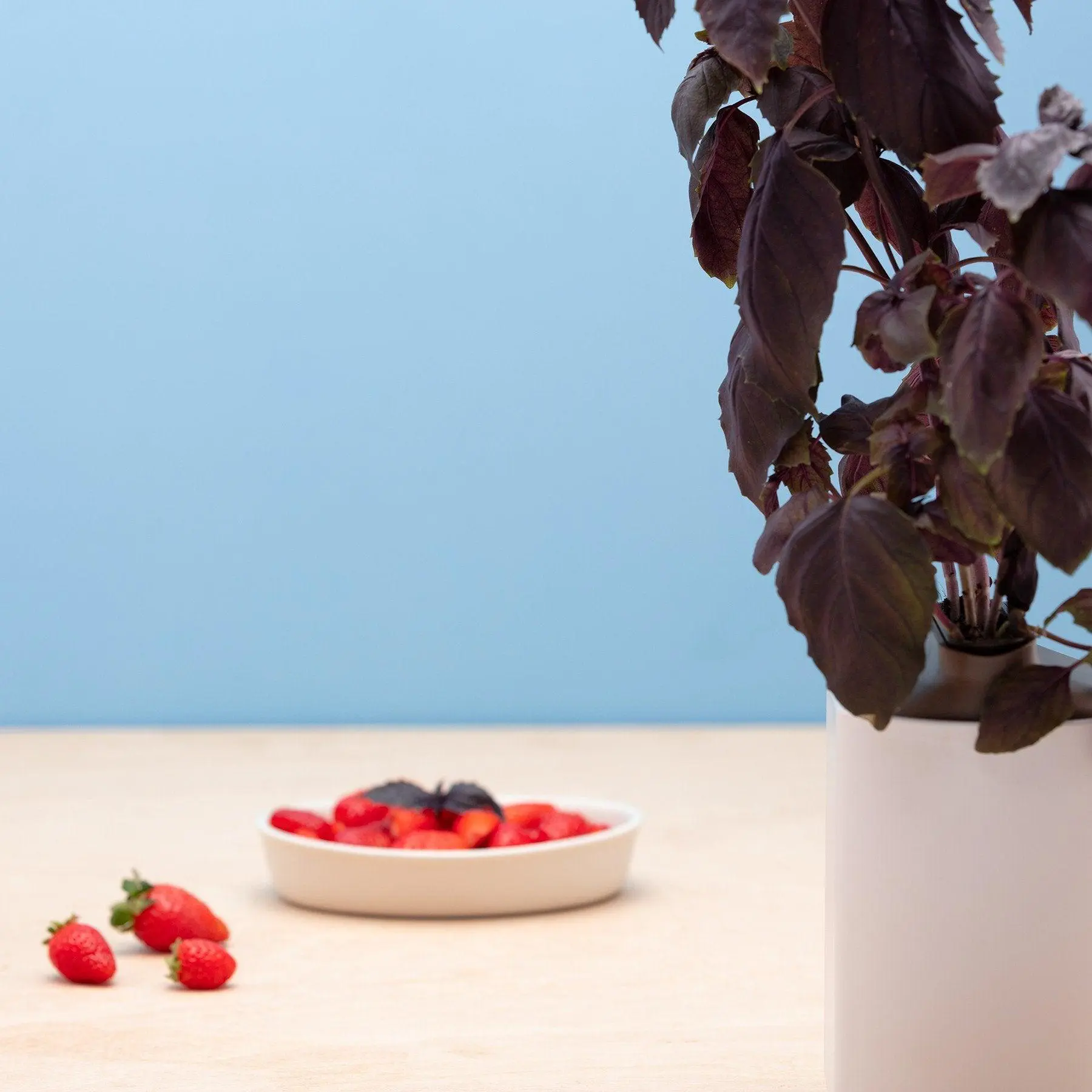 Basilic Grenat Capsules Prêt à Pousser Potager d’intérieur