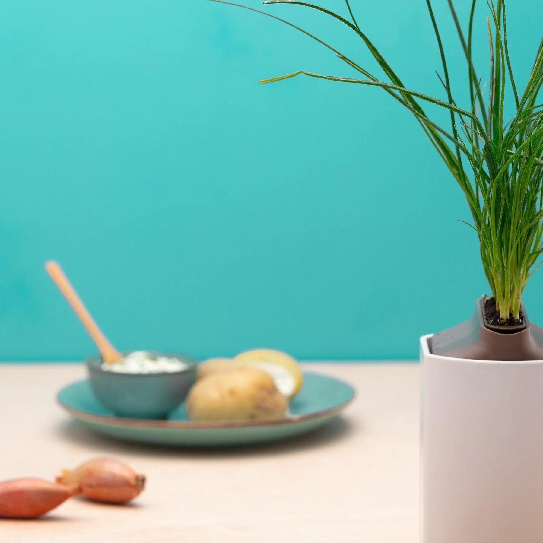 Ciboulette Capsules Prêt à Pousser Potager d’intérieur