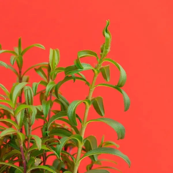 Estragon Capsules Prêt à Pousser Potager d'intérieur