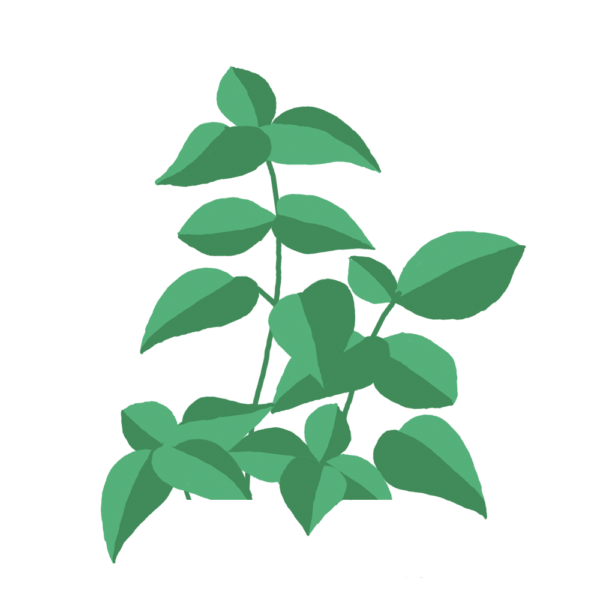 Basilic Capsules Prêt à Pousser Potager d'intérieur