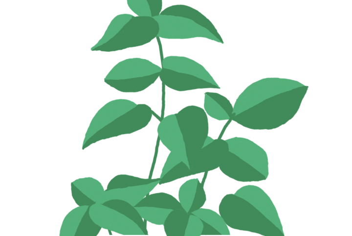 Basilic Capsules Prêt à Pousser Potager d'intérieur