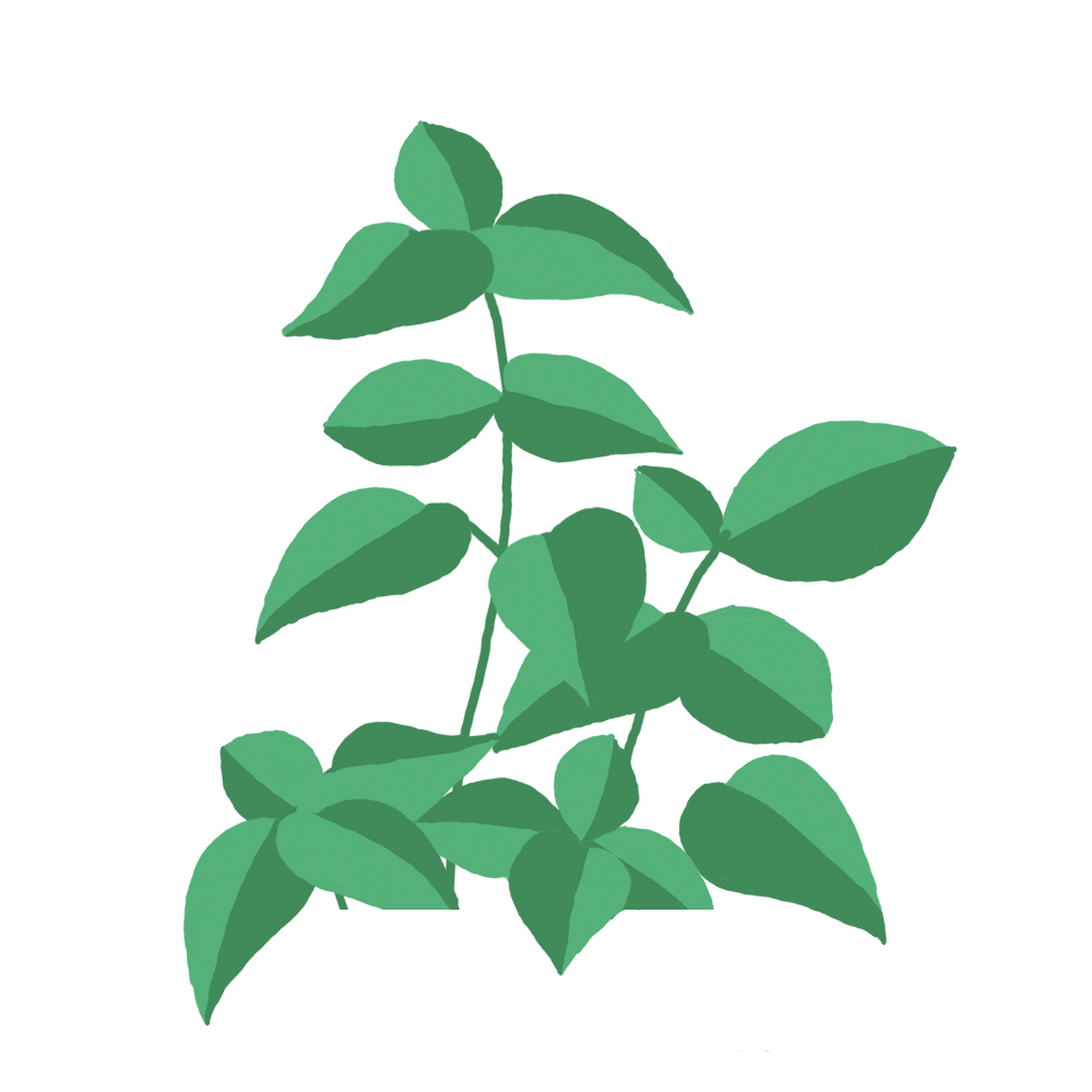 Basilic Capsules Prêt à Pousser Potager d’intérieur