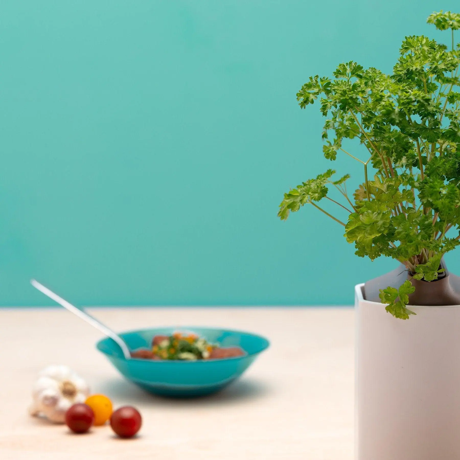 Persil Frisé Capsules Prêt à Pousser Potager d’intérieur