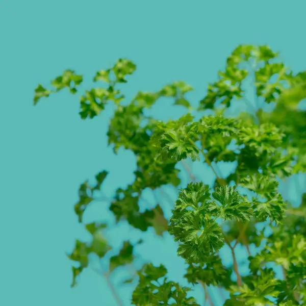 Persil Frisé Capsules Prêt à Pousser Potager d'intérieur