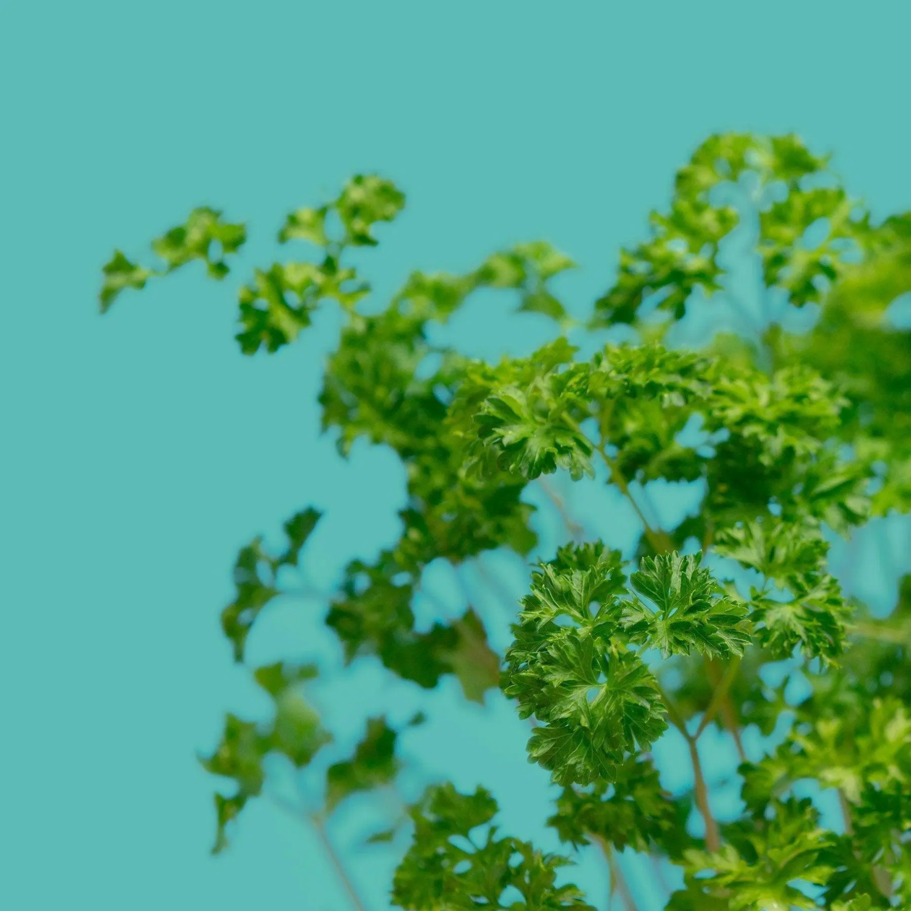 Parsley Capsules Ready-to-grow Indoor vegetable garden