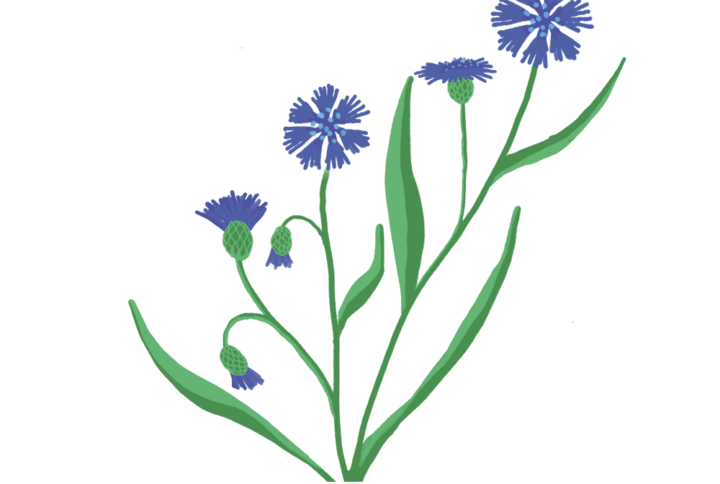 Bleuet Capsules Prêt à Pousser Potager d'intérieur