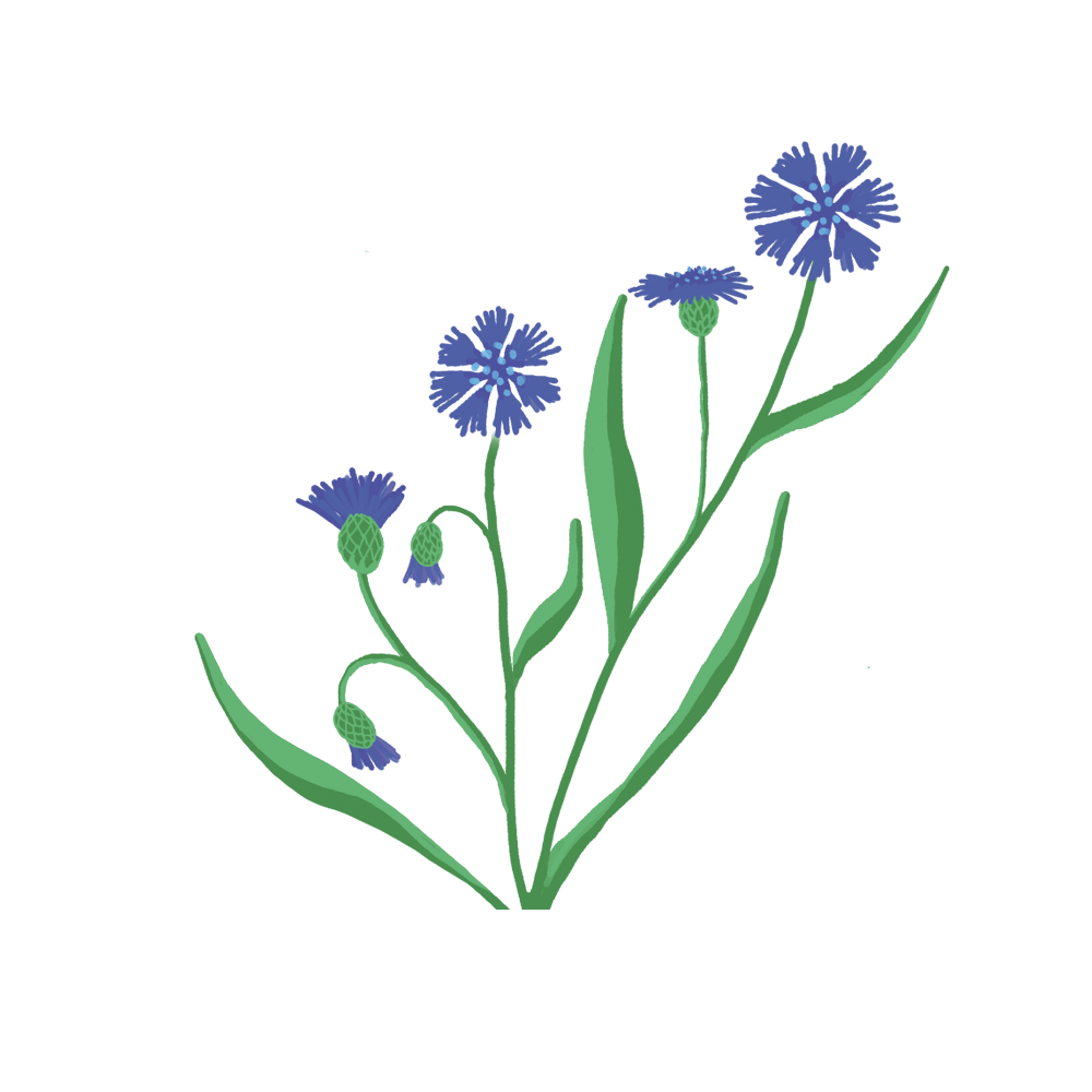 Bleuet Capsules Prêt à Pousser Potager d’intérieur