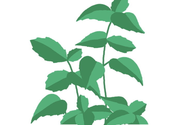 Basilic Citron Capsules Prêt à Pousser Potager d'intérieur