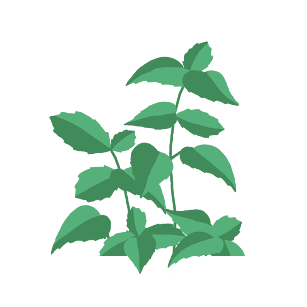 Basilic Citron Capsules Prêt à Pousser Potager d’intérieur