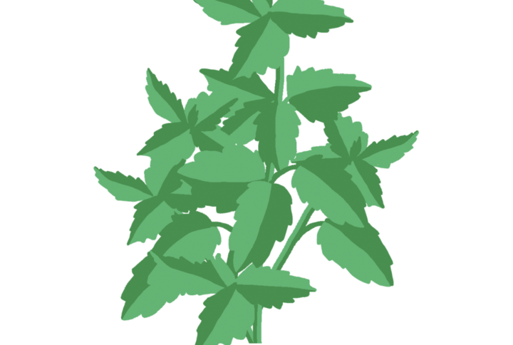 Basilic Thaï Capsules Prêt à Pousser Potager d'intérieur