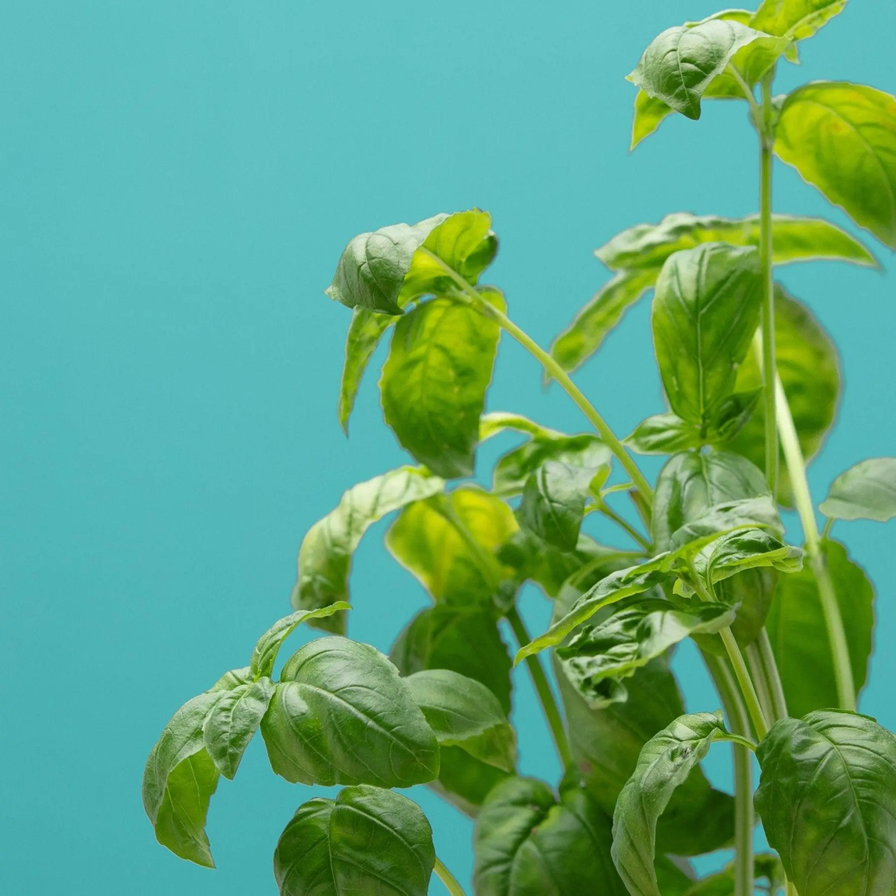 Basilic Capsules Prêt à Pousser Potager d’intérieur