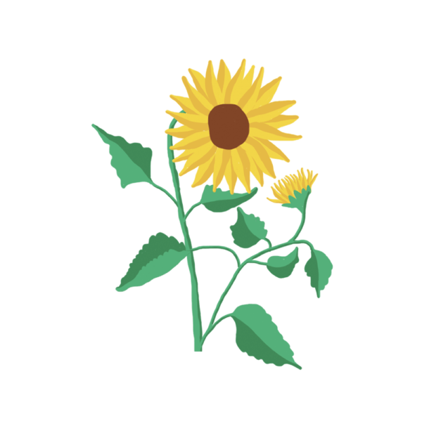Tournesol Capsules Prêt à Pousser Potager d'intérieur