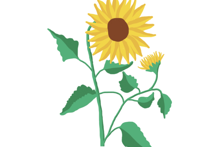Tournesol Capsules Prêt à Pousser Potager d'intérieur