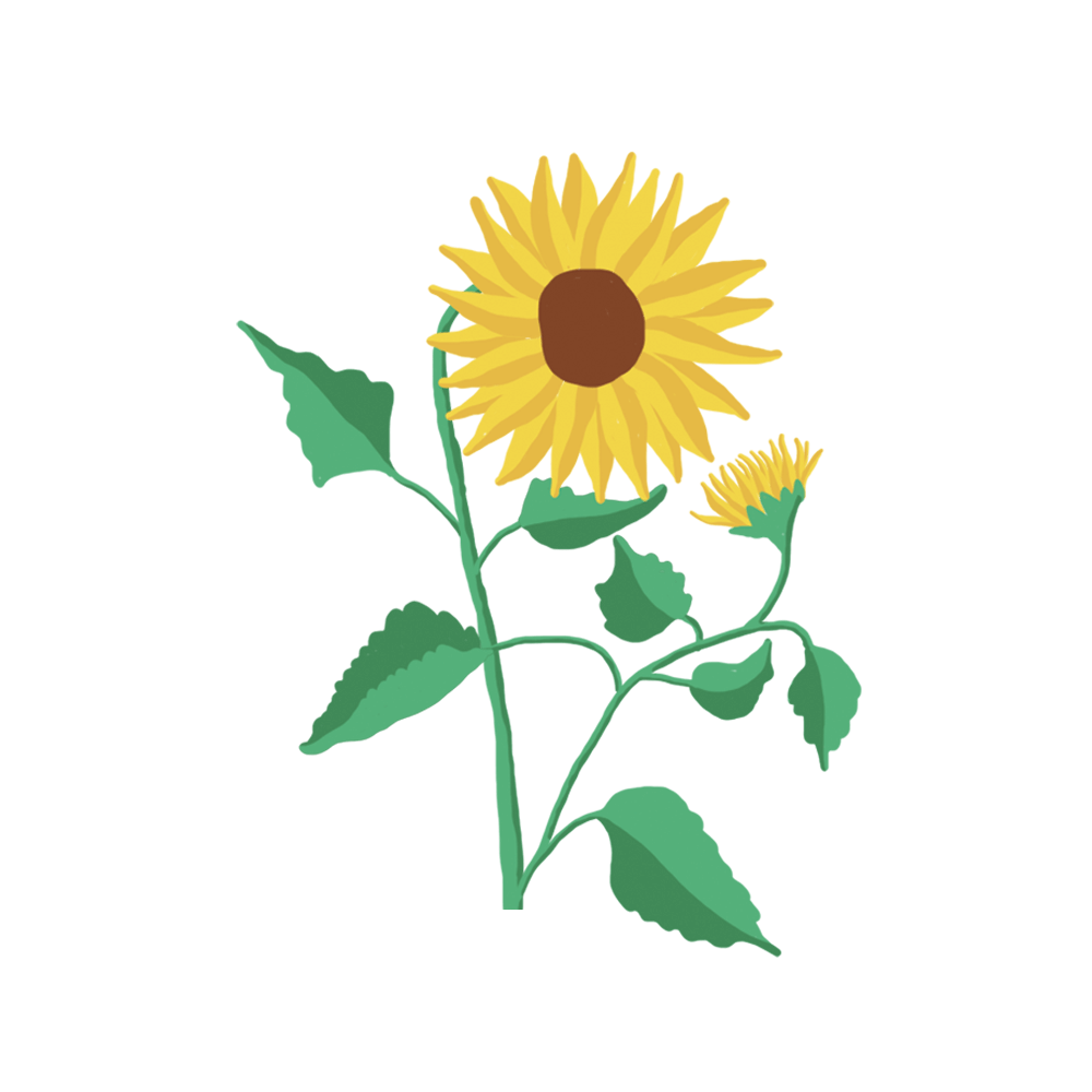 Tournesol Capsules Prêt à Pousser Potager d’intérieur