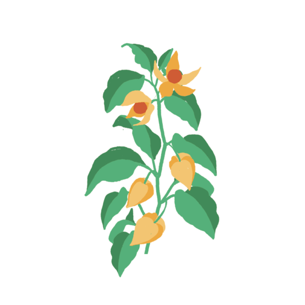 Physalis Capsules Prêt à Pousser Potager d'intérieur
