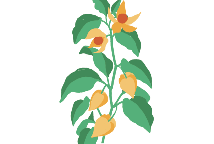Physalis Capsules Prêt à Pousser Potager d'intérieur