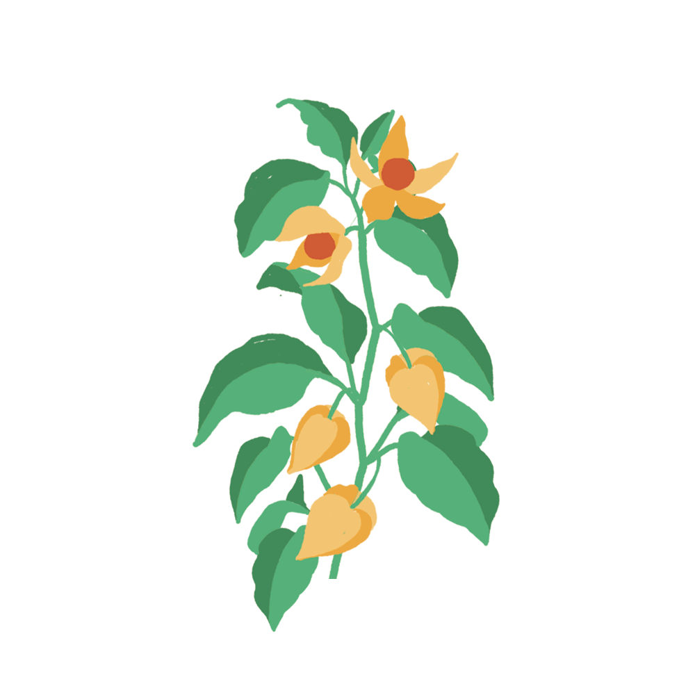 Physalis Capsules Prêt à Pousser Potager d’intérieur