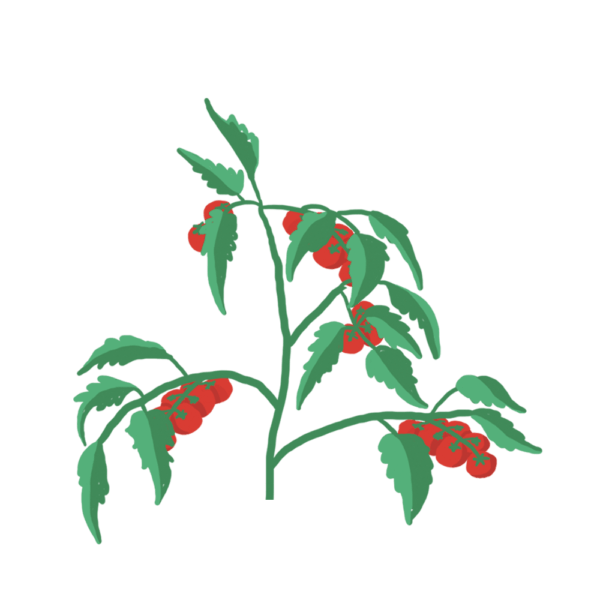 Mini-Tomates Rouges Capsules Prêt à Pousser Potager d'intérieur