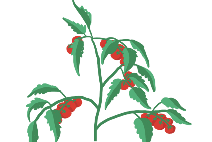 Mini-Tomates Rouges Capsules Prêt à Pousser Potager d'intérieur