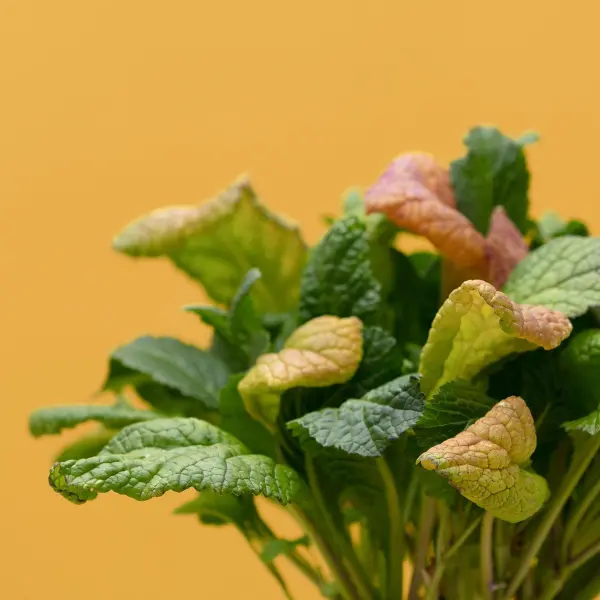 Moutarde Capsules Prêt à Pousser Potager d'intérieur