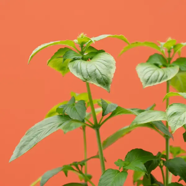 Basilic Thaï Capsules Prêt à Pousser Potager d'intérieur