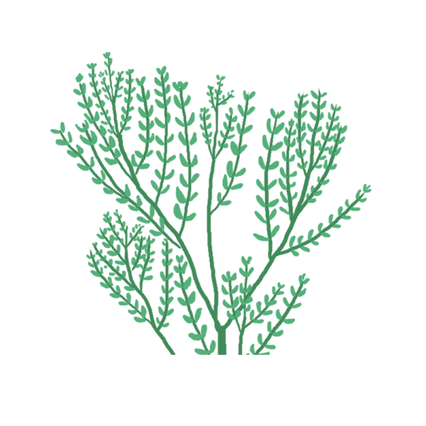 Thym Capsules Prêt à Pousser Potager d'intérieur