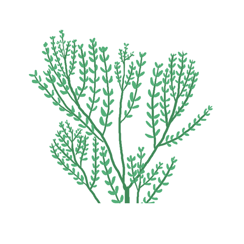 Thym Capsules Prêt à Pousser Potager d’intérieur
