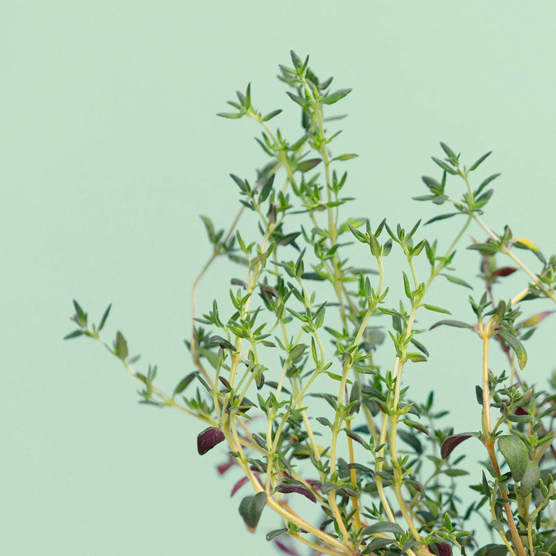 Thym Capsules Prêt à Pousser Potager d’intérieur