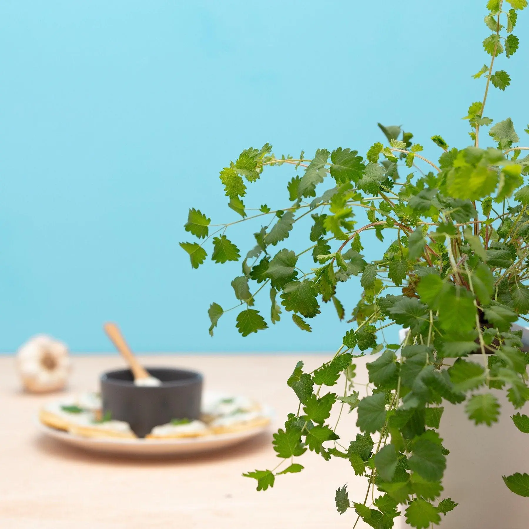 Pimprenelle Capsules Prêt à Pousser Potager d’intérieur