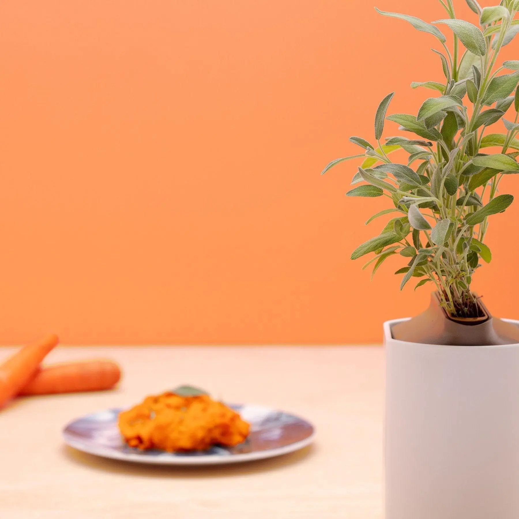 Sauge Capsules Prêt à Pousser Potager d’intérieur