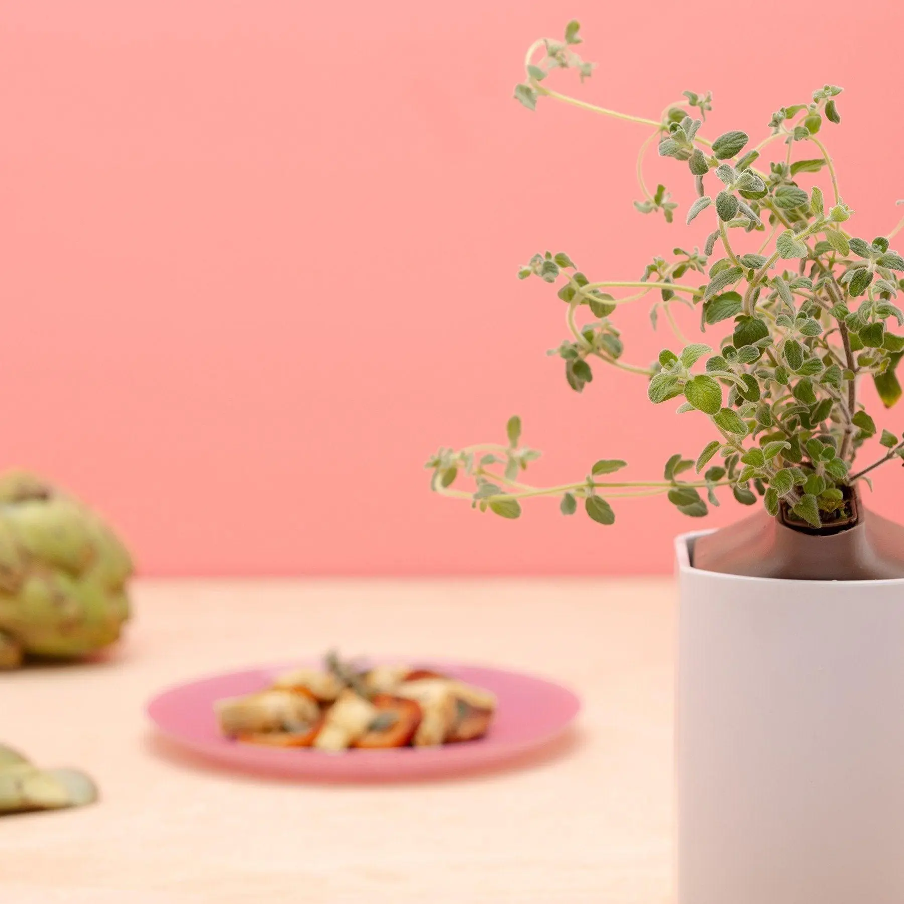 Origan Capsules Prêt à Pousser Potager d’intérieur