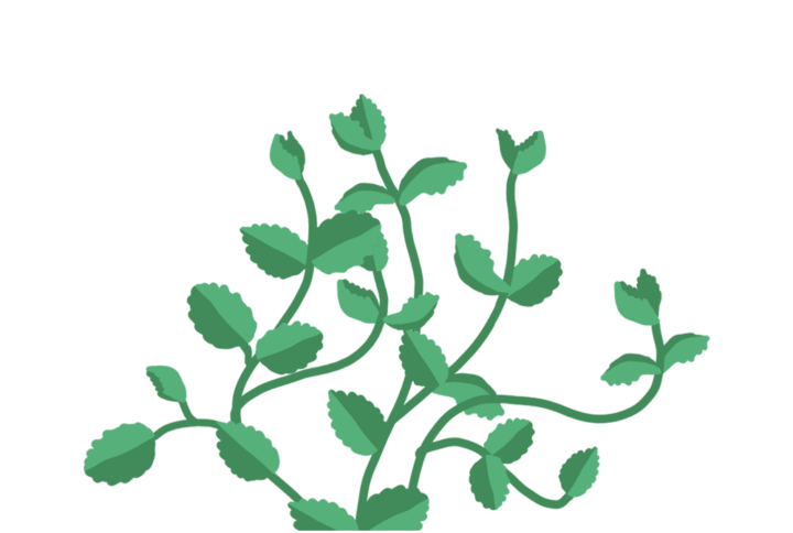 Menthe Marocaine Capsules Prêt à Pousser Potager d'intérieur