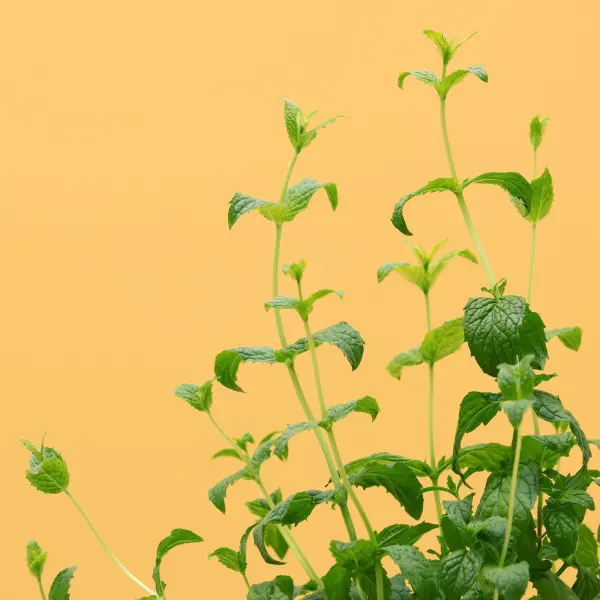 Menthe Marocaine Capsules Prêt à Pousser Potager d'intérieur
