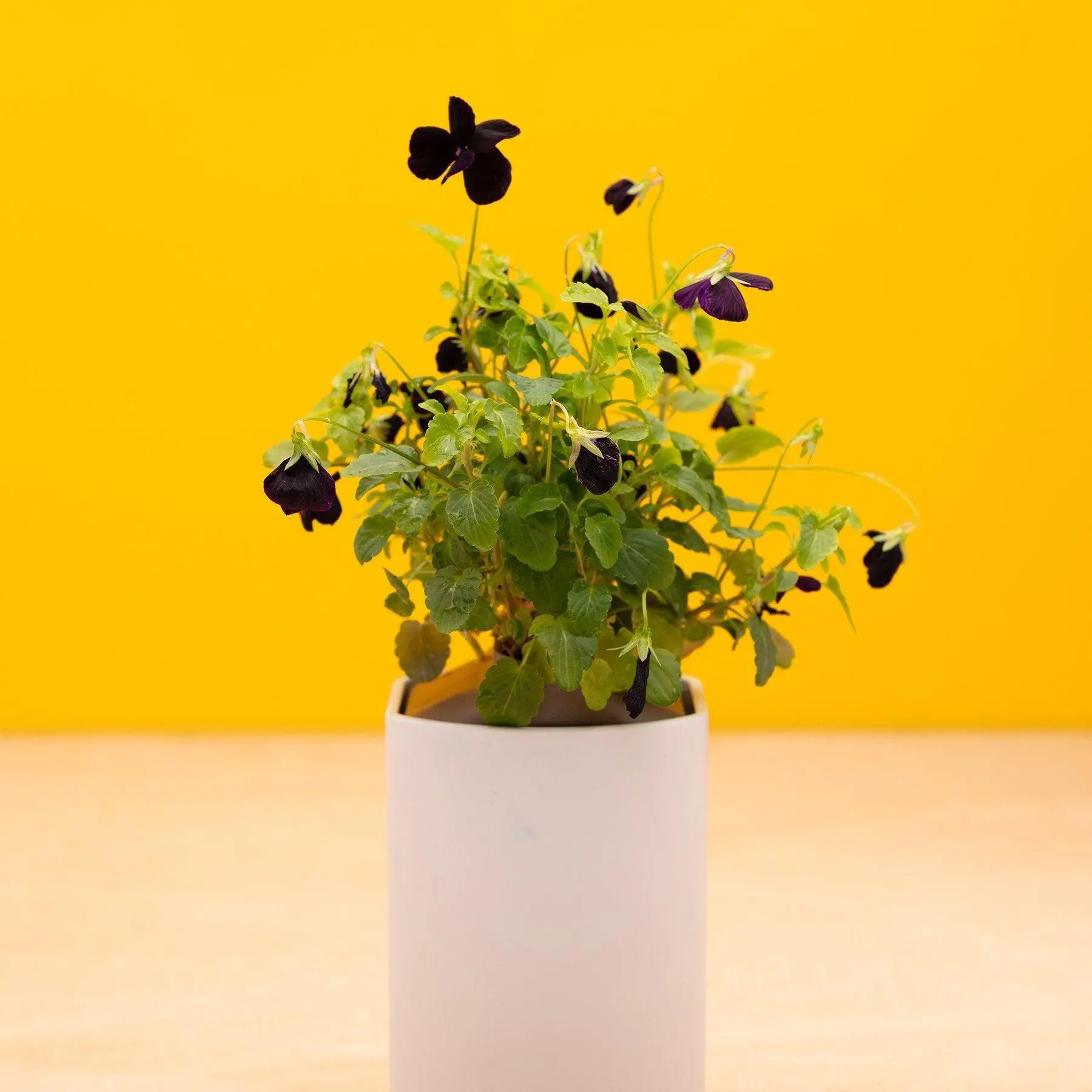 Pensée Capsules Prêt à Pousser Potager d’intérieur