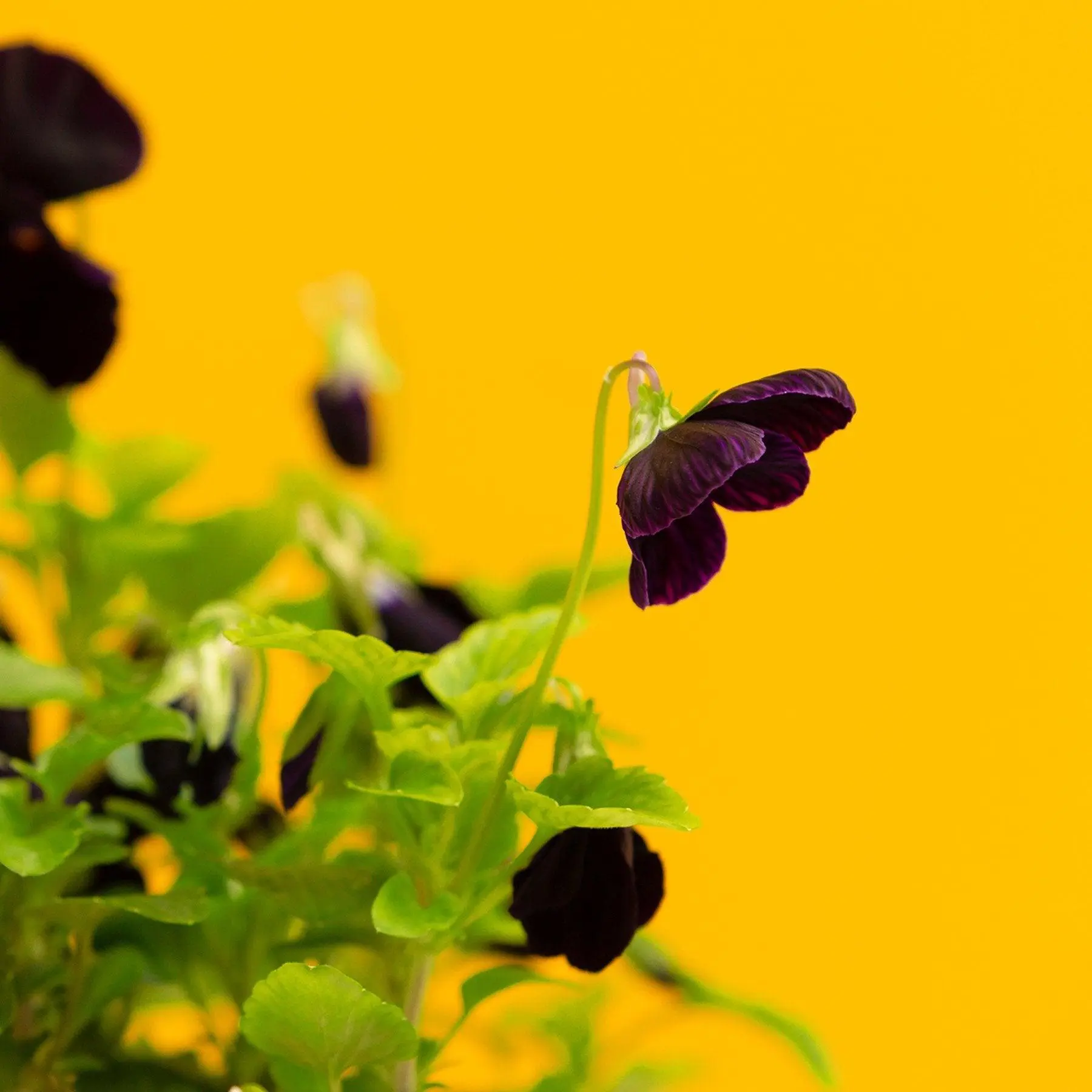Pensée Capsules Prêt à Pousser Potager d’intérieur